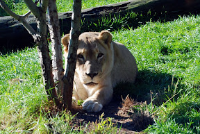 Zoo