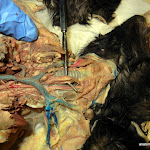esophagus.JPG