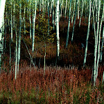 BirchWEB.jpg