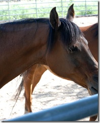 horses2011-18