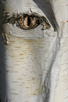 Birch Face.jpg