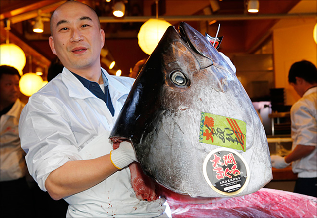 In this 5 January 2013 file photo, an employee of Kiyomura Co., poses with a head of a bluefin tuna at Sushi Zanmai restaurant near Tsukiji fish market in Tokyo. Tuna is one of the most expensive fish in the world and is dwindling so rapidly that it could vanish from the ocean within a generation. Photo: Koji Sasahara / AP Photo