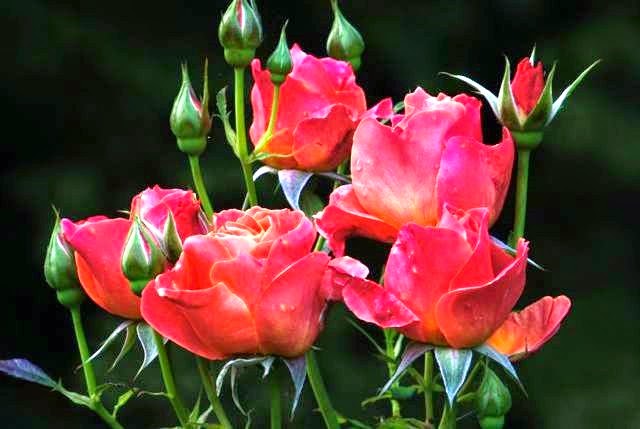 [Rosa%2520Gracious%2520Lady%255B3%255D.jpg]