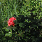 IMG_3532.jpg