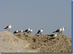 6586 Texas, South Padre Island - Edwin King Atwood Park Beach Access #5 - Laughing Gulls