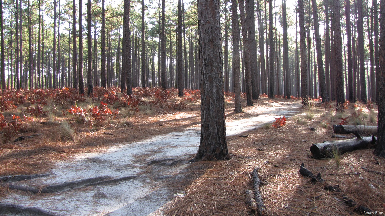 [Weymouth-Woods_0983.jpg]