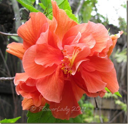 07-06-hibiscus