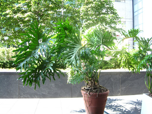 The large Swiss Cheese plant arrives safe and sound.