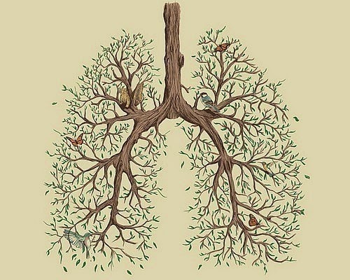 [lungs%255B2%255D.jpg]