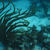  Scuba Dive Buck Island Reef