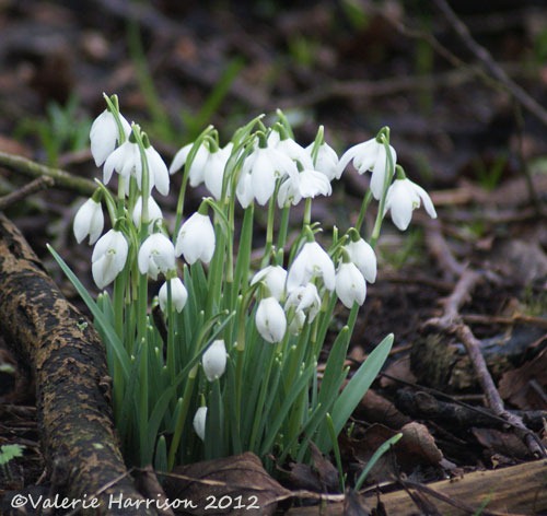 [5%2520snowdrops%255B2%255D.jpg]