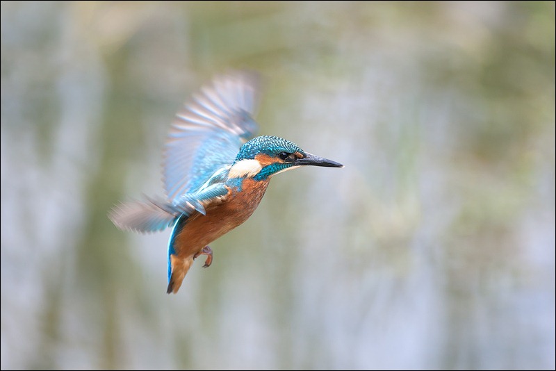 Kingfisher hovering