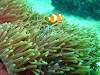 Koh Lipe Resimleri Fotoğrafları