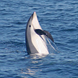 Atlantic white-sided dolphin
