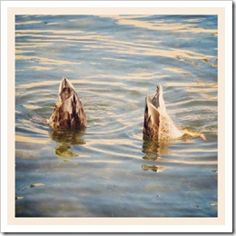ducks bottoms up