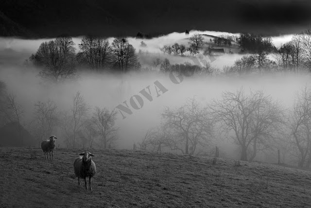 Prosta_D_Goran Lipuscek_Radovednost pa taka.jpg