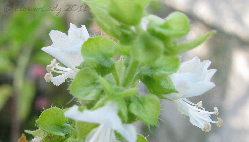 [11-24-basil-blooms%255B4%255D.jpg]