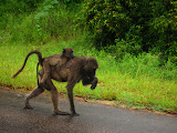 South Africa - 054.JPG