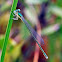 Sedge Sprite