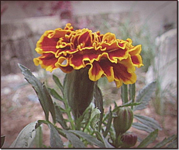 IMG_4535 IMG_4535