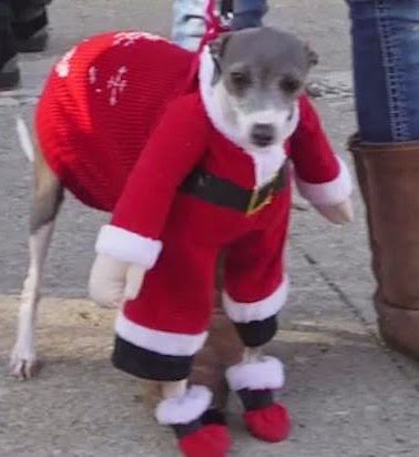 [Jimmy-Kimmel-holiday-pets%255B9%255D.jpg]