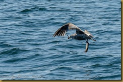 Herring Gull with Fish