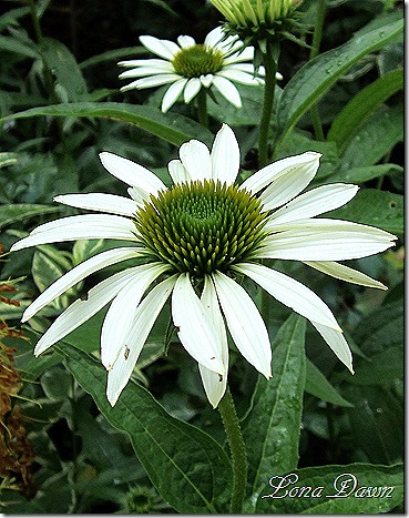 Echinacea_LuckyStar2_June18