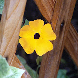 Mustasilmäsusanna