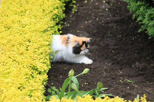 Beneath the golden barberry I go!