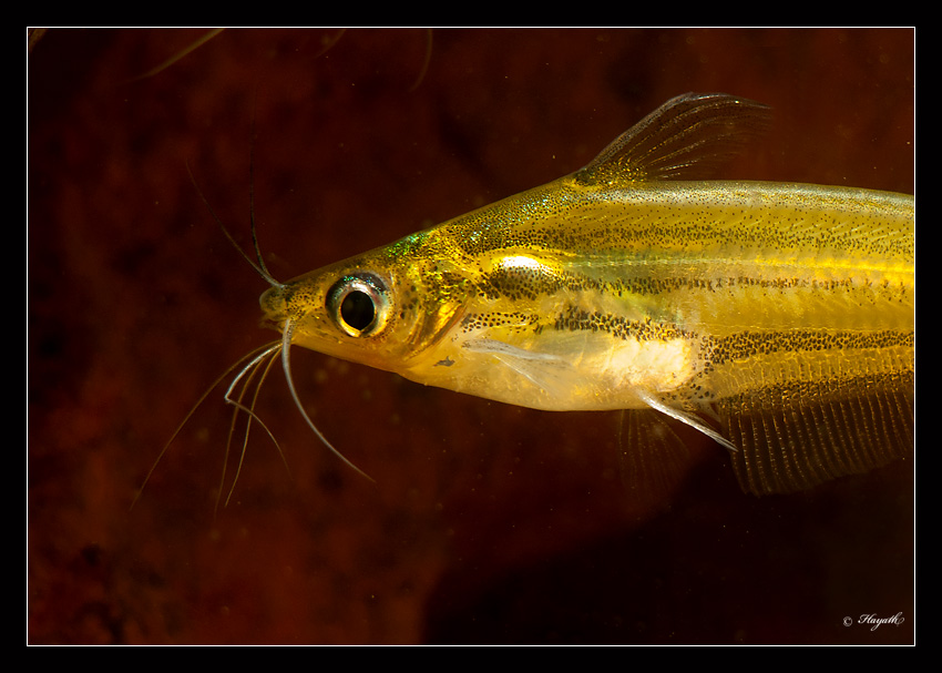 IMAGE: http://lh5.ggpht.com/-mwevAU9HhPw/TvdfTB_Z-tI/AAAAAAAASgQ/JDudtteavgM/s850/IMG_9143.jpg