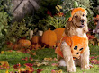 Happy Halloween With Dog