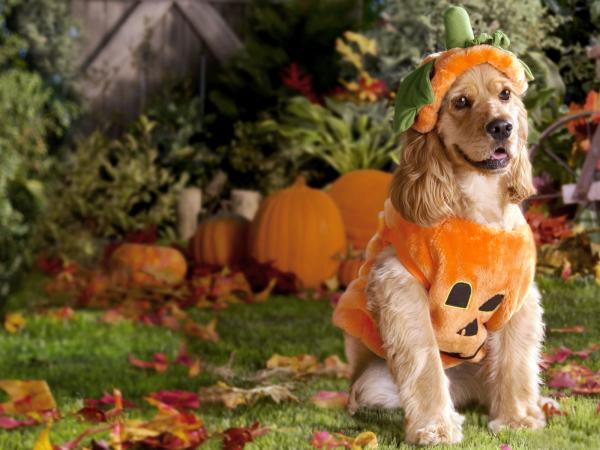 Happy Halloween With Dog, Halloween