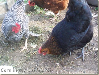 Chickens- acting strange 009 Chickens- acting strange 009