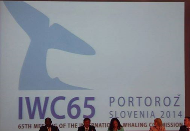 The 65th meeting of the International Whaling Commission, being held in fairytale seaside surroundings in Portoroz, Slovenia. Photo: Dr. Paul Spong