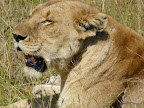 Masai Mara
