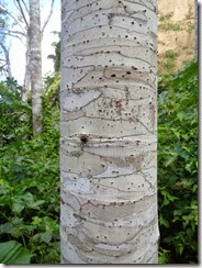 arbre à fourmis electriques