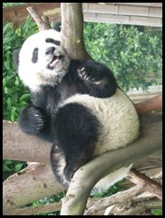 China, Chengdu, Panda, July 2012 (23)