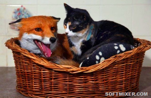 52824838_1261602564_picsforfun039 52824838_1261602564_picsforfun039
