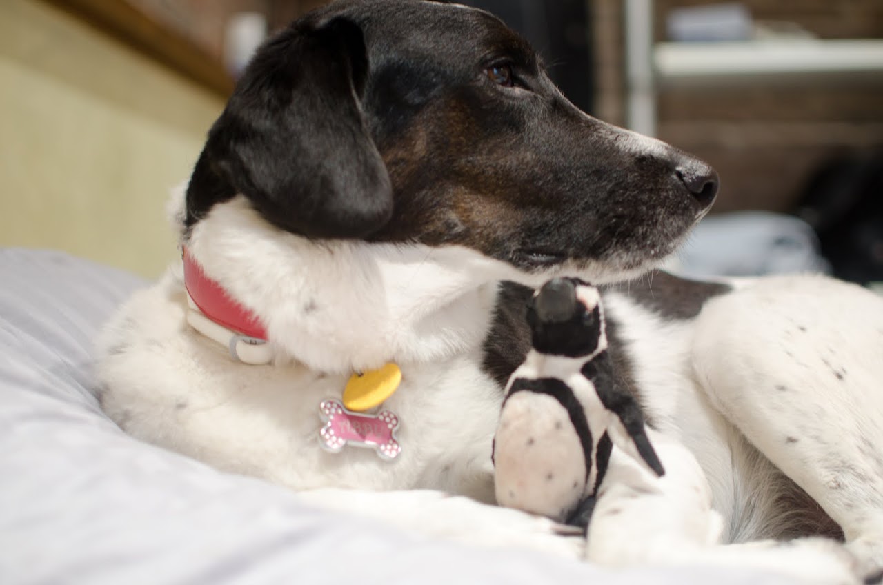 Abby with penguin