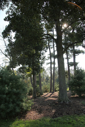 Sharkey, the rain has finally let up and it's a beautiful day on the farm for a change!  Let's play in this grove of trees!