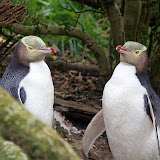 Yellow Eyed Penguins at a Nesting Site - Otago Peninsula, New Zealand