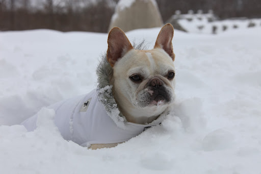 Why, this isn't fun, at all!  And the way I blend into the background, this could be dangerous! 6