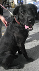 DONATO Macho de 2 años tiene un caracter muy bonito es sociable y muy cariñoso