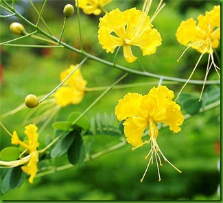 Caesalpinia_pulcherrima_flava