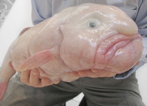 [The-handsome-Blobfish-1%255B2%255D.jpg]