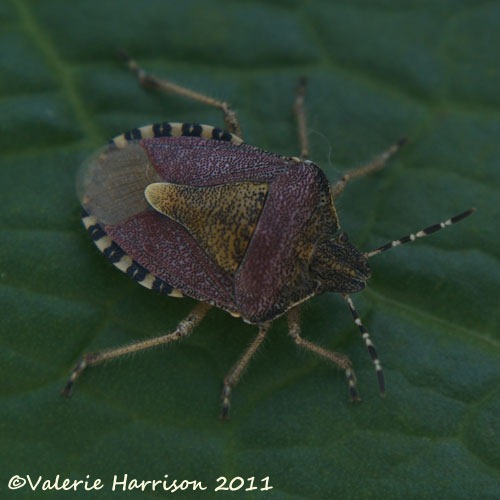 [sloe-shieldbug%255B2%255D.jpg]