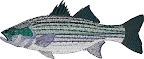 STRIPER 7.4" 22000 Stitches