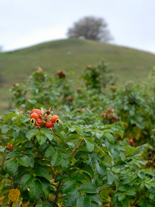 _DSC0519bb _DSC0519bb