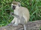 Masai Mara
