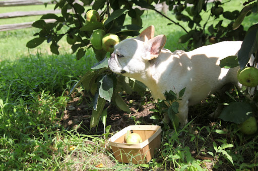 Franny, do you see the donkeys in their paddock?